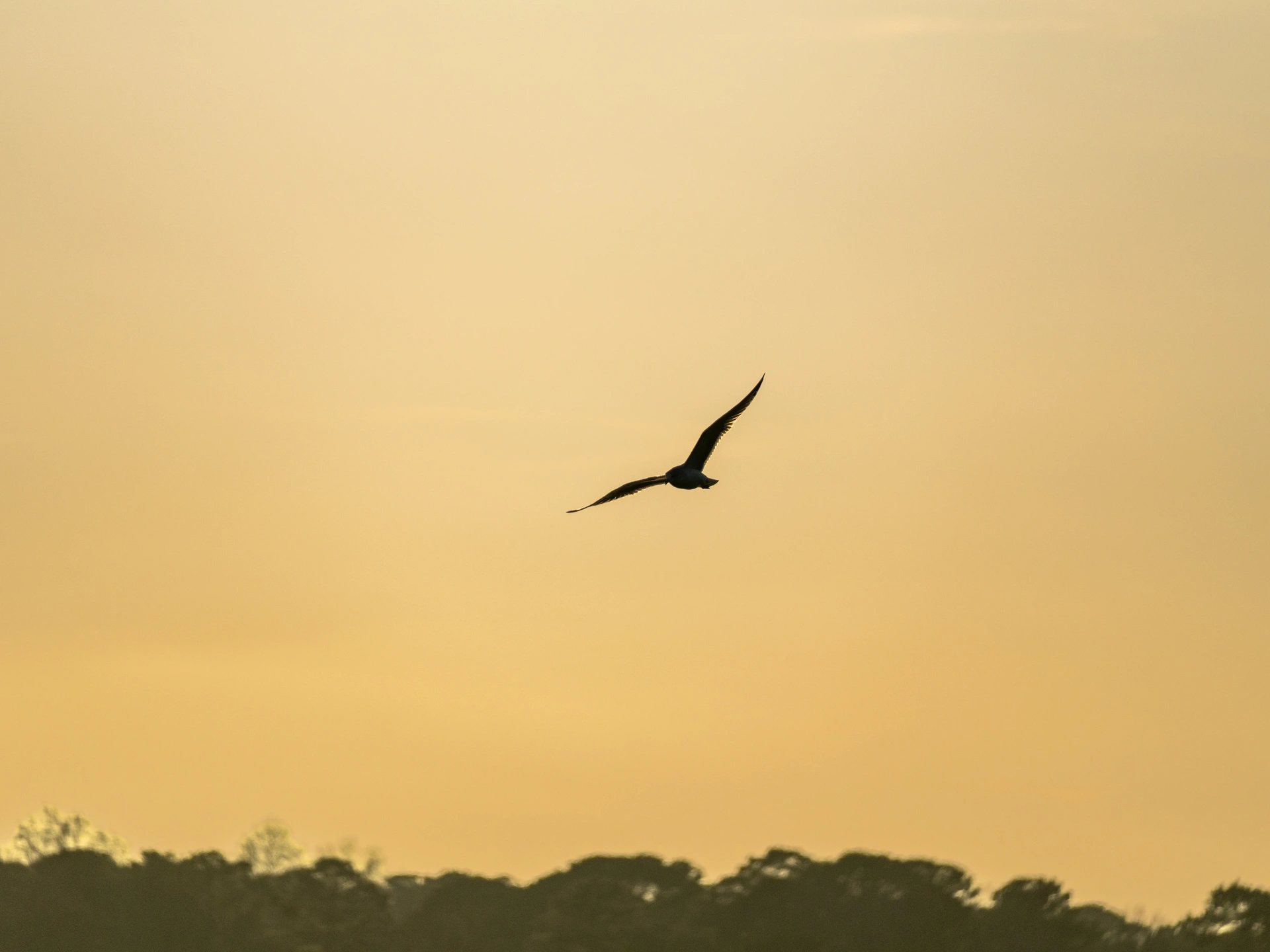 Bird flying over Lake Wheeler